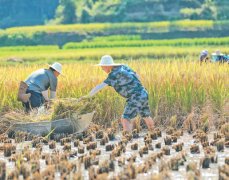 助农收稻--经济·科技--人民网